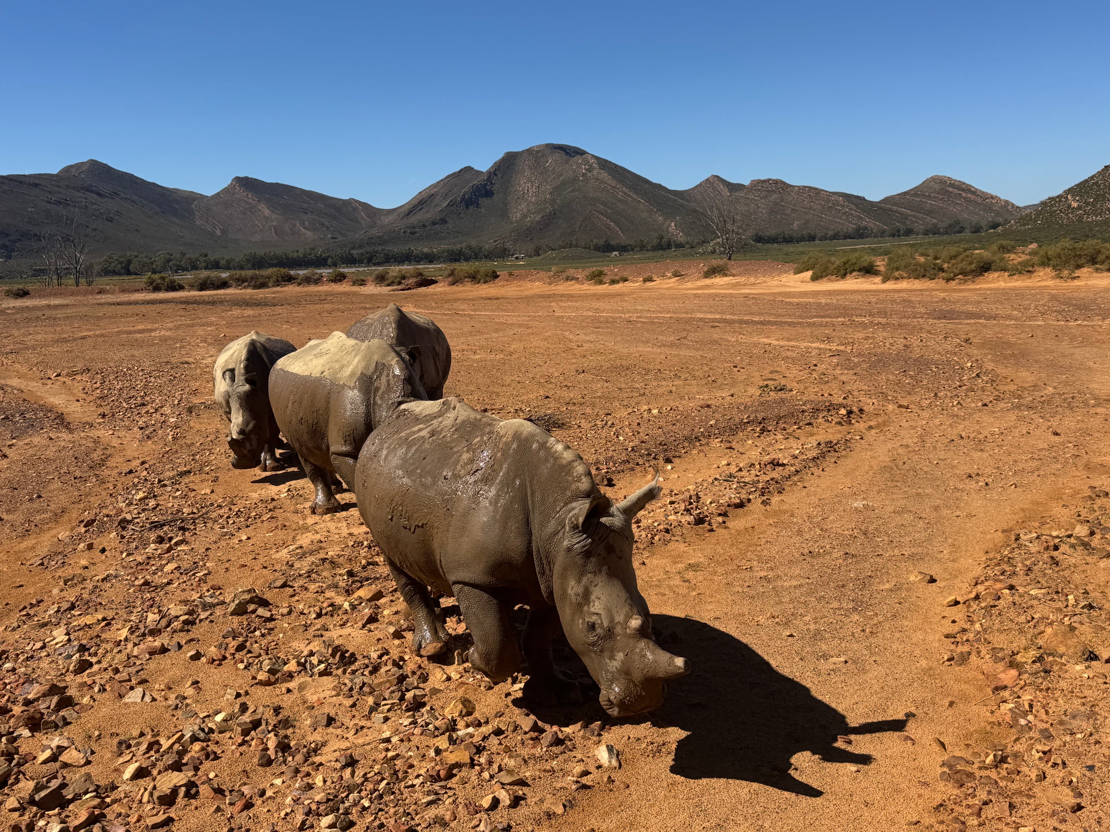 Safari Deneyimi: Vahşi Yaşamın Kalbinde Unutulmaz Bir Gün