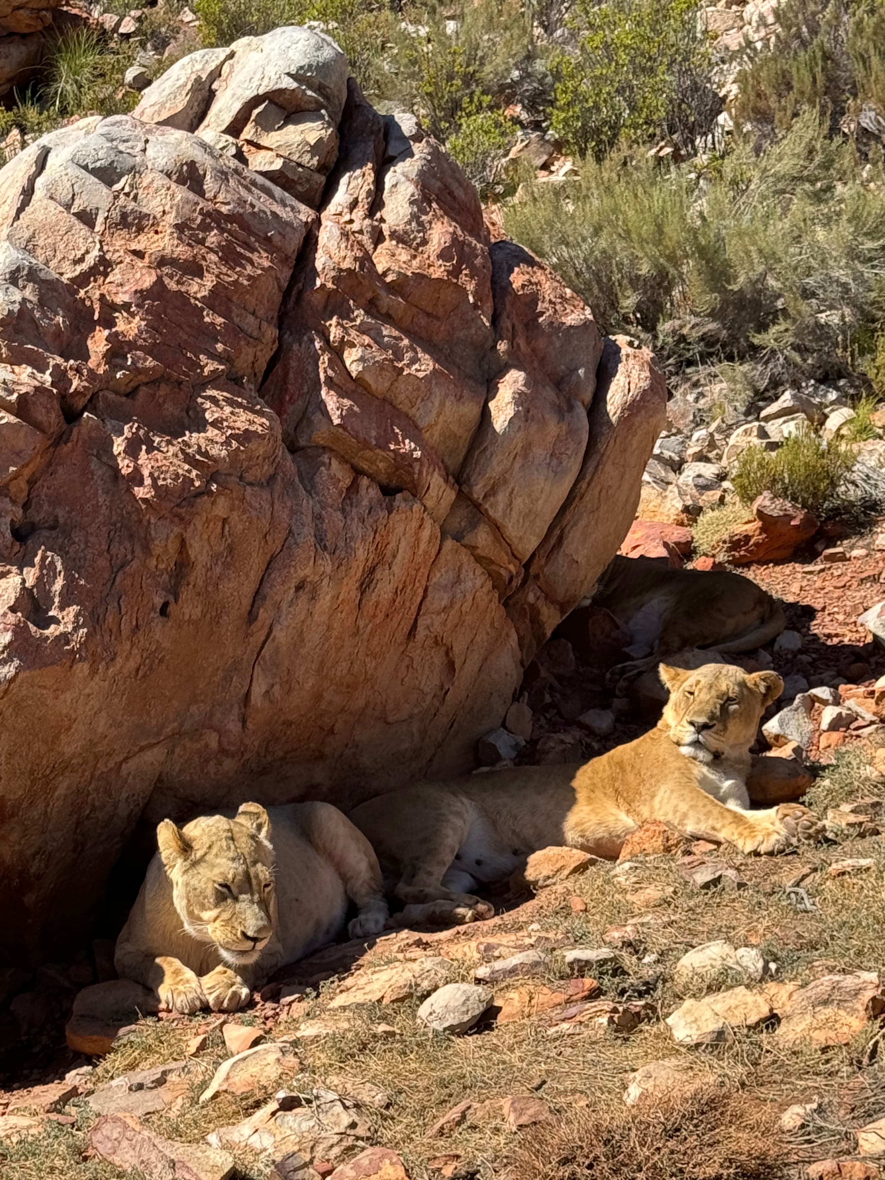 Cape Town galeri görseli 5