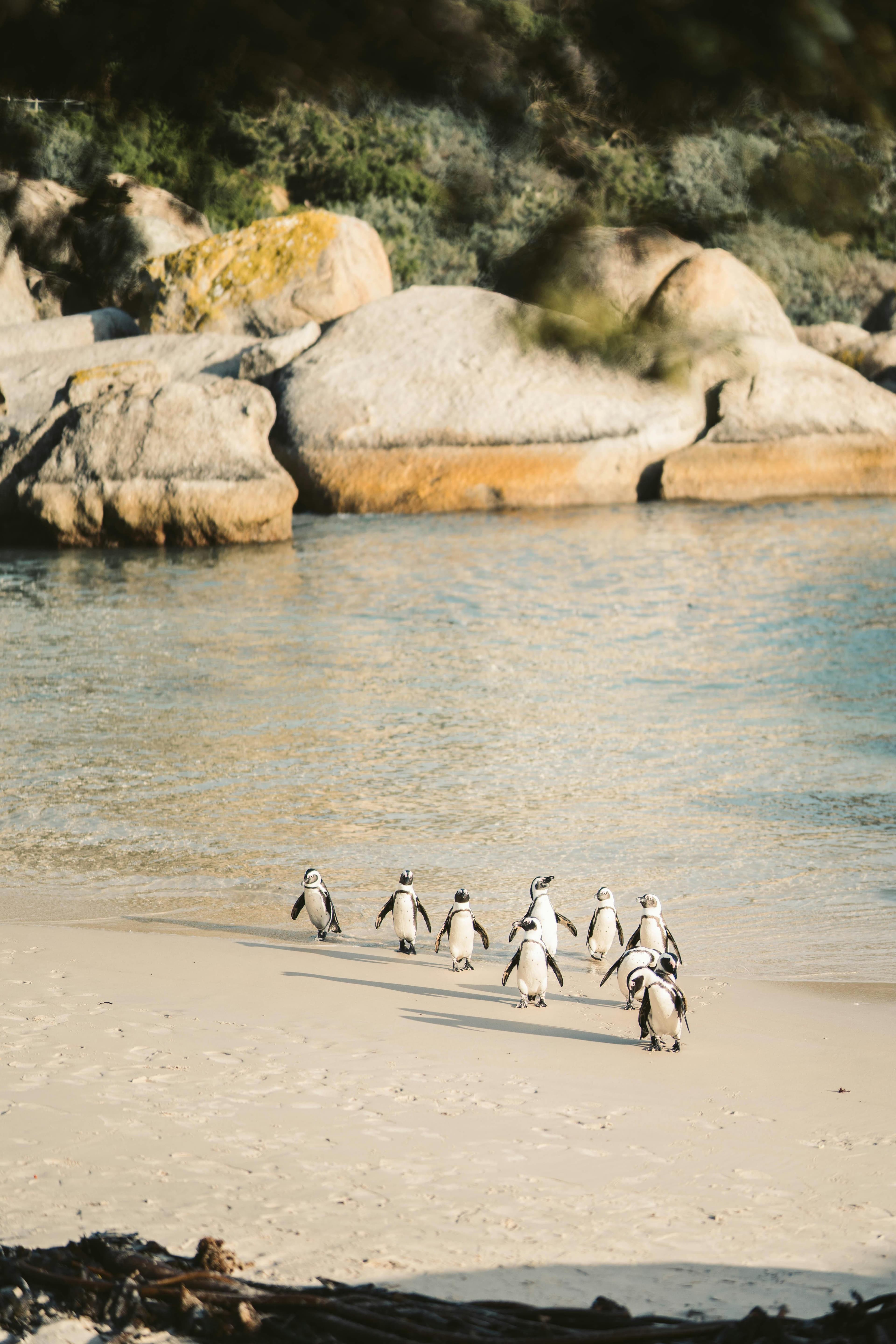 Cape Town'un En Sevimli Durağı: Boulders Beach ve Penguenlerle Aynı Sahilde Olmak