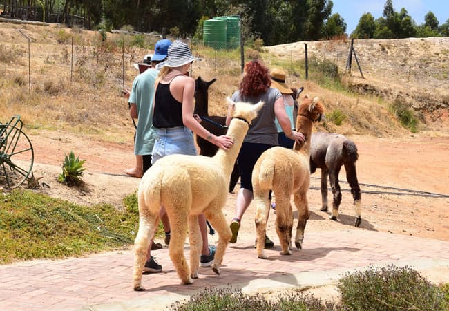 The Alpaca Loom Coffe: Lama Çiftliğinde Sıcak ve Eğlenceli Bir Mola