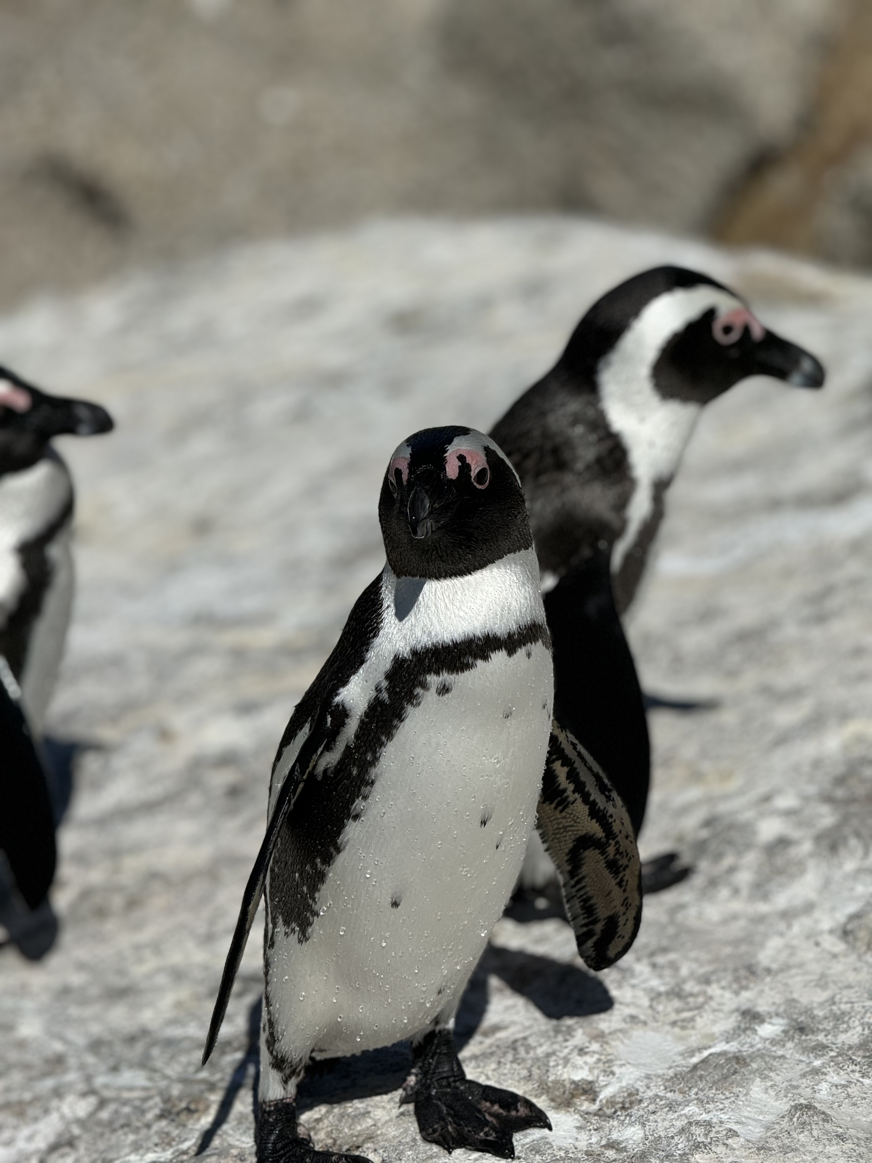 Boulders Beach'te üç penguen ve sahil atmosferi