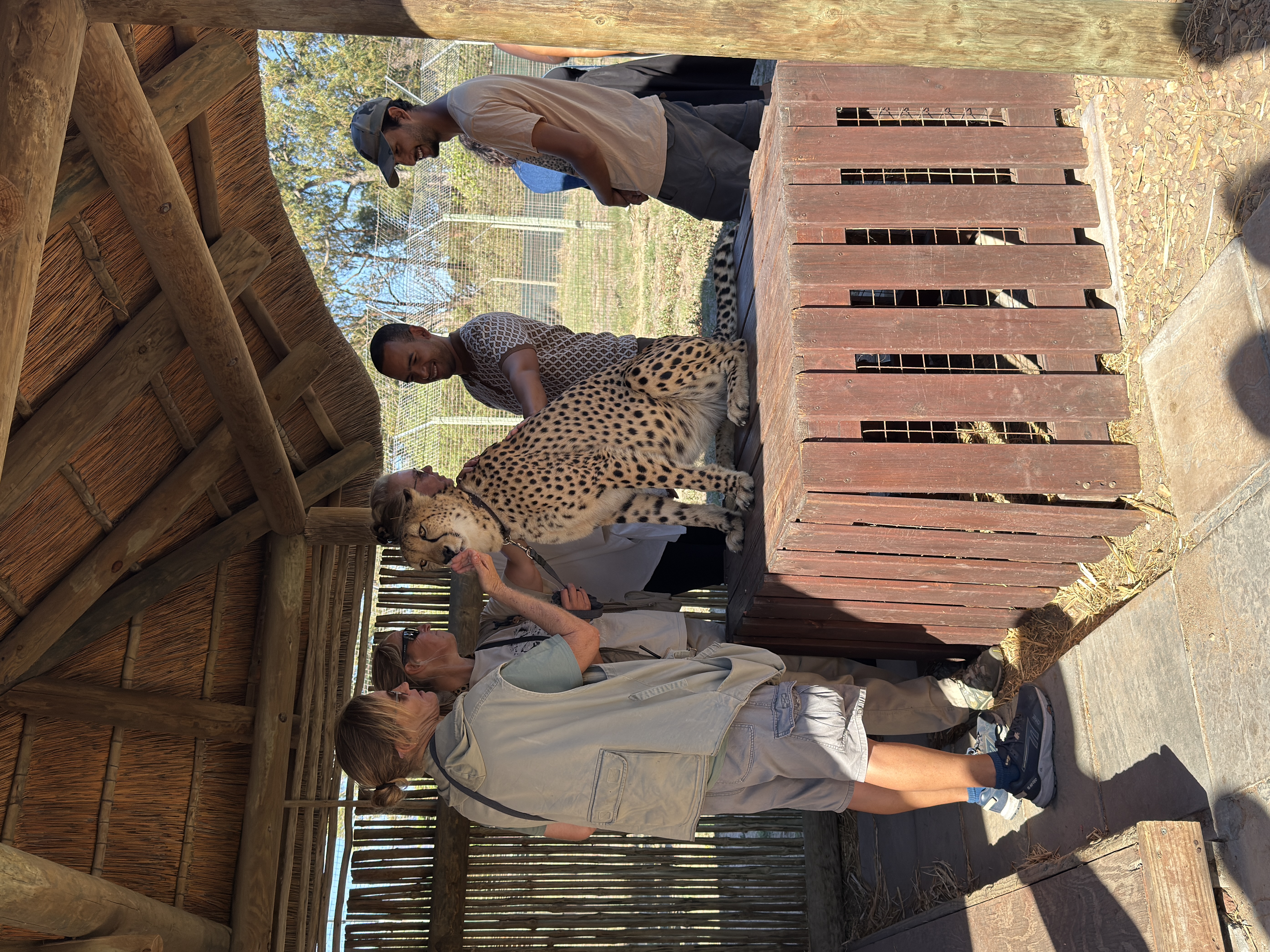 Cheetah Outreach merkezinde çitalarla yakın deneyim