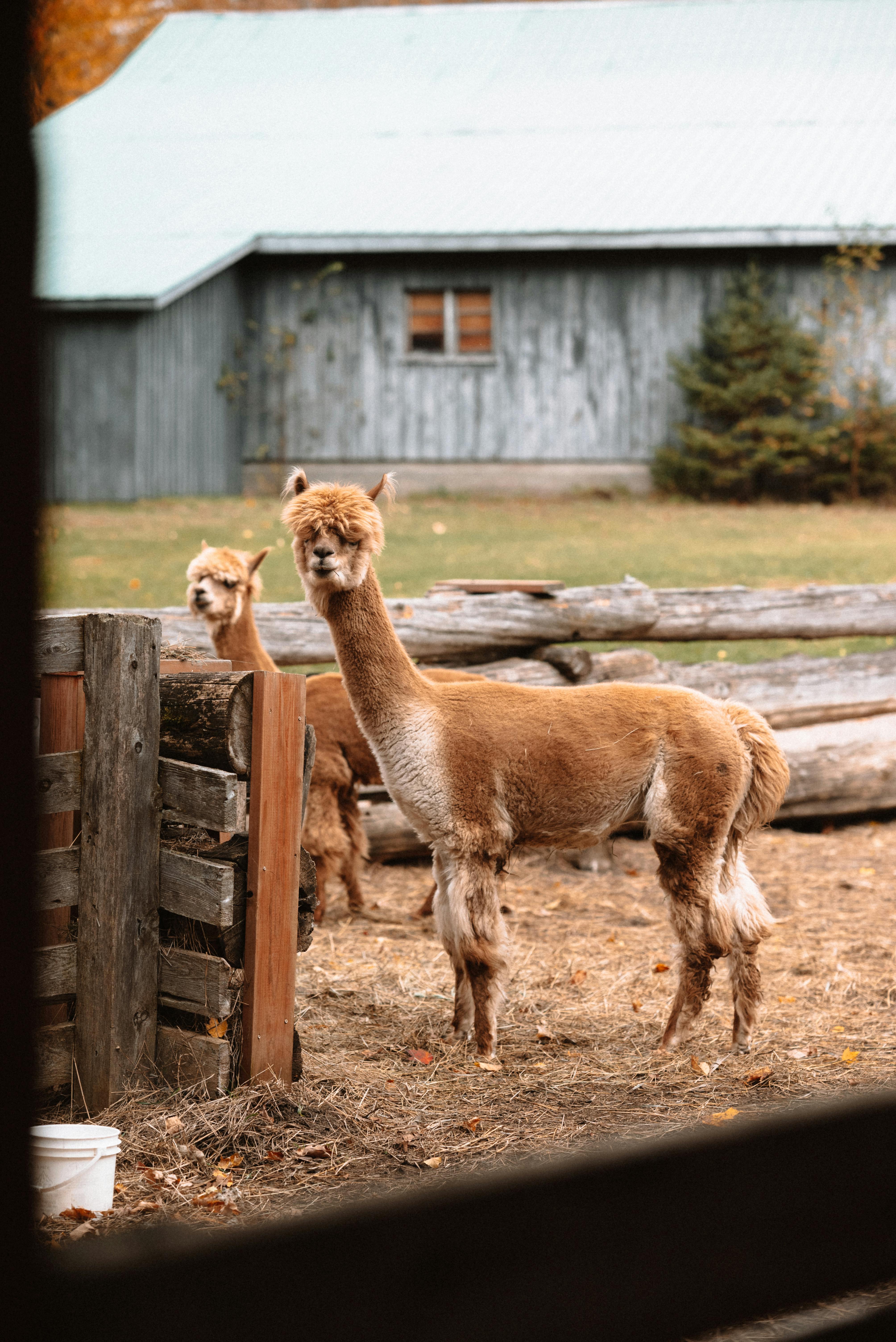 Doğayla iç içe çiftlik deneyimi