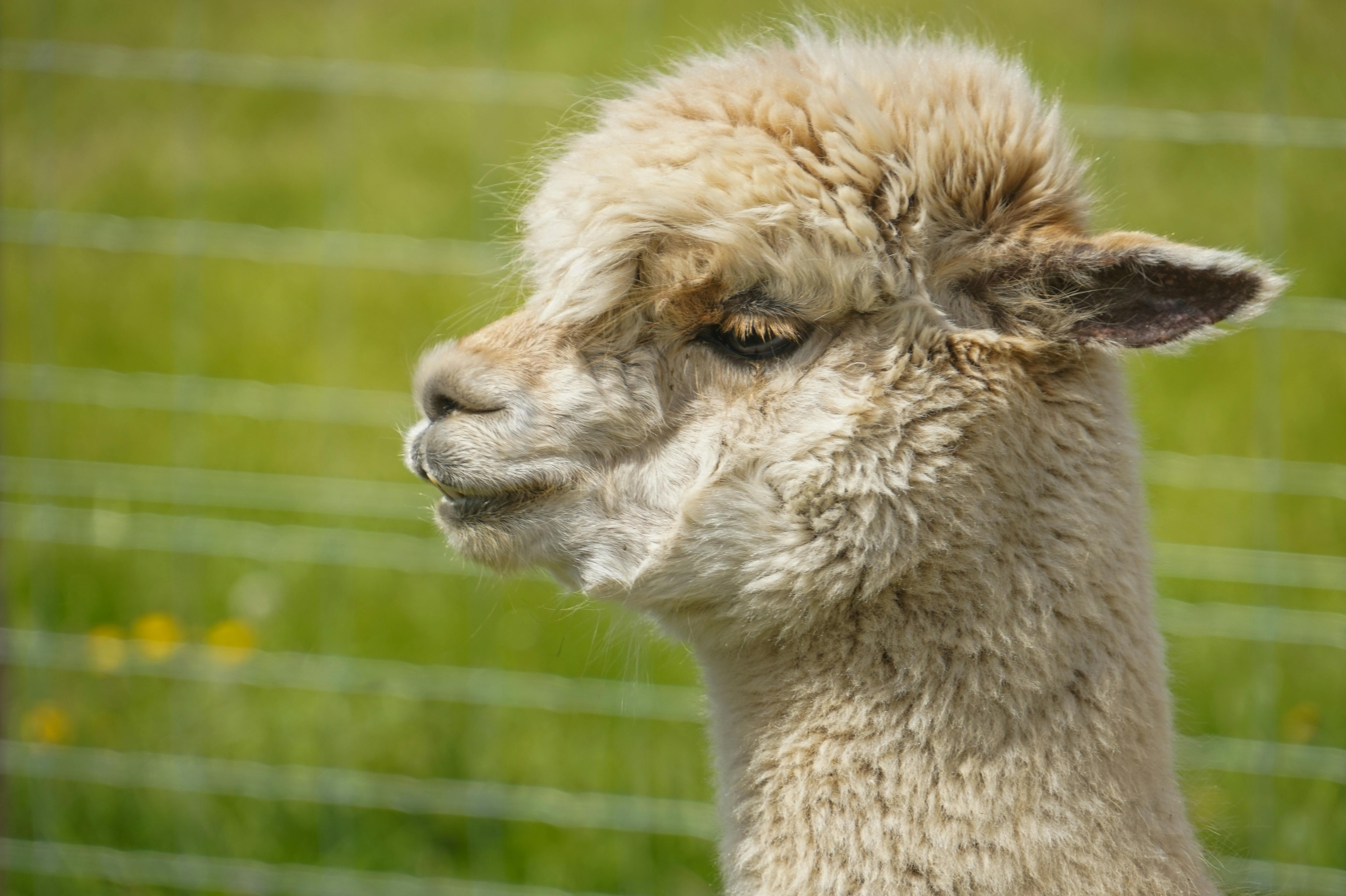 Yakın planda lama portresi